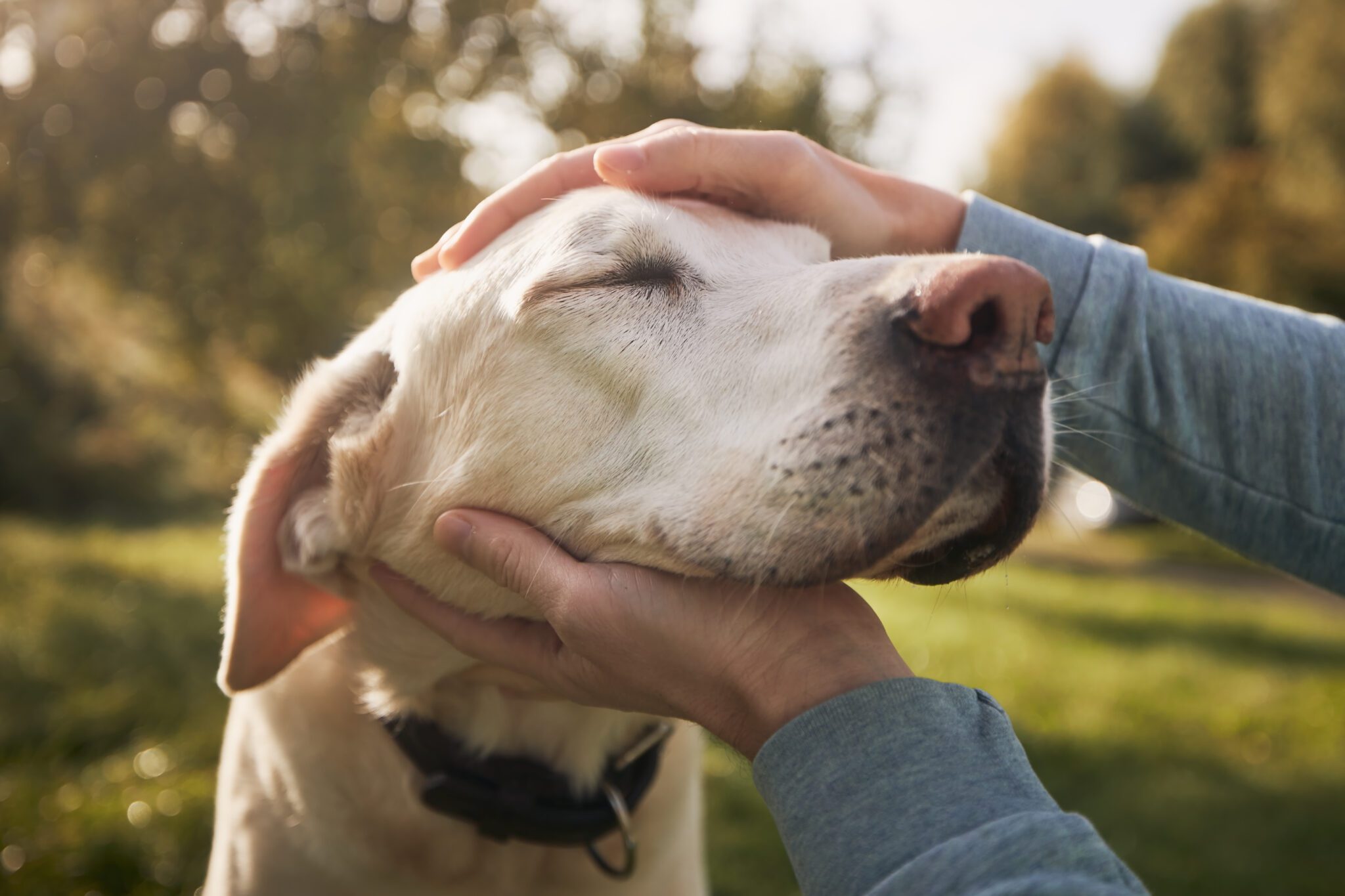 A person gently cradling a content dog's face outdoors.